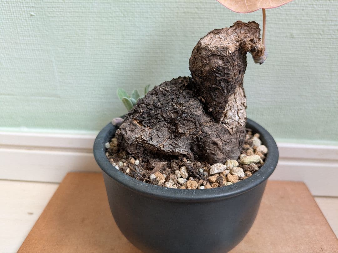 アクセラシルバー　ステファニアカウィーサキー