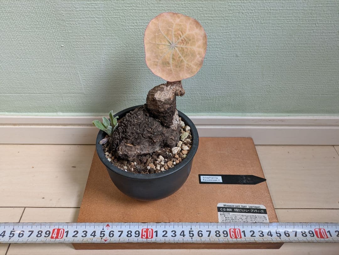 アクセラシルバー　ステファニアカウィーサキー