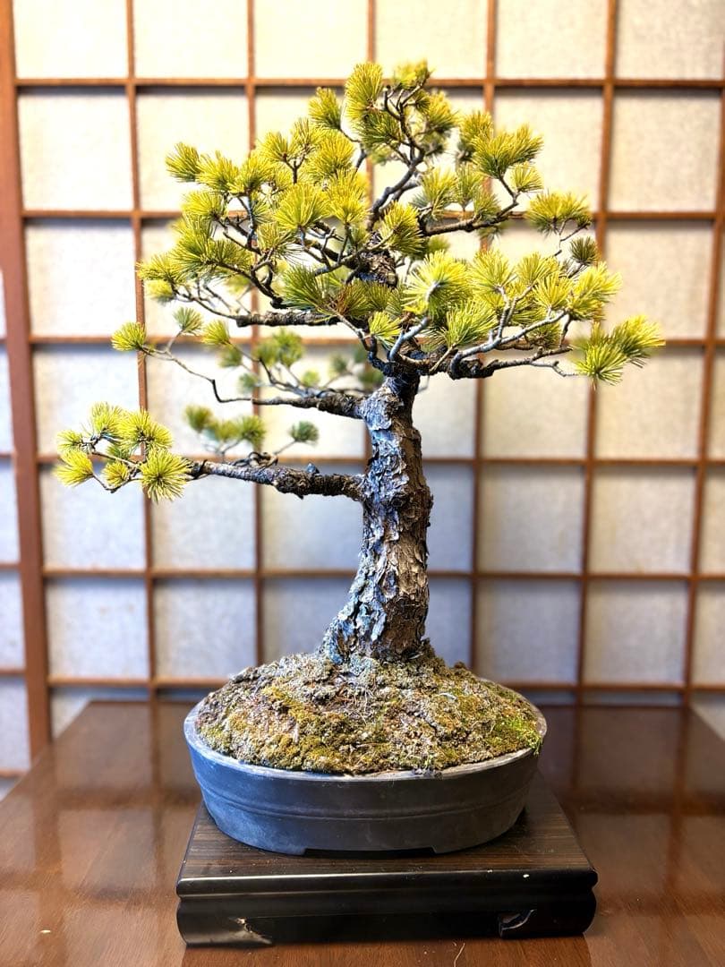 極太！五葉松盆栽❗️古木❗️フォロワー150人記念値下げ❗️黒松真柏盆栽