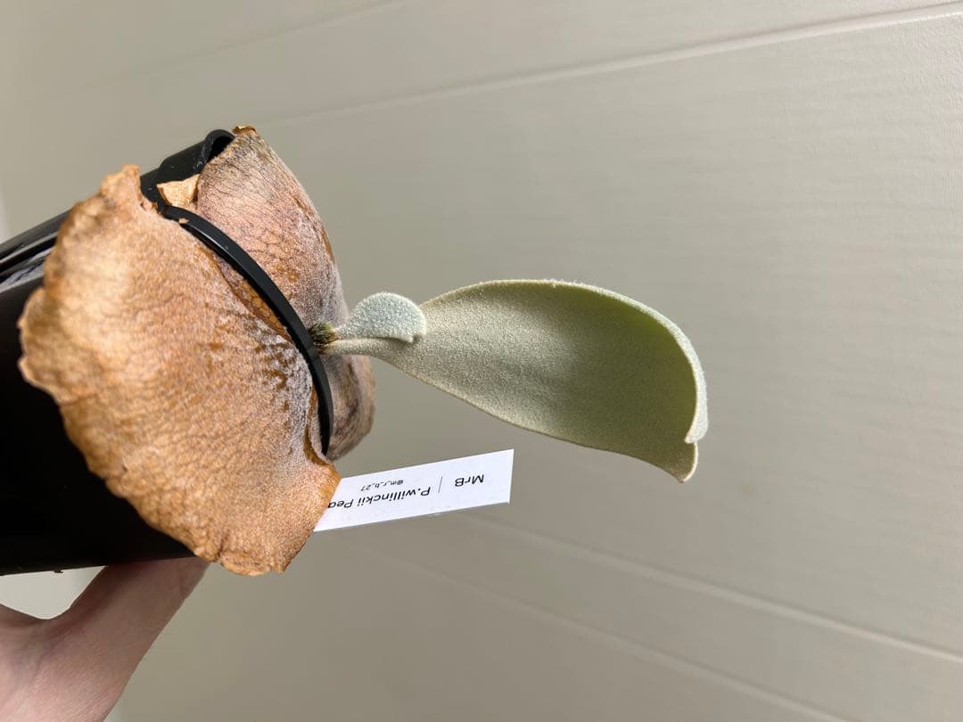 P.willinckii Pearl queen OC ビカクシダ