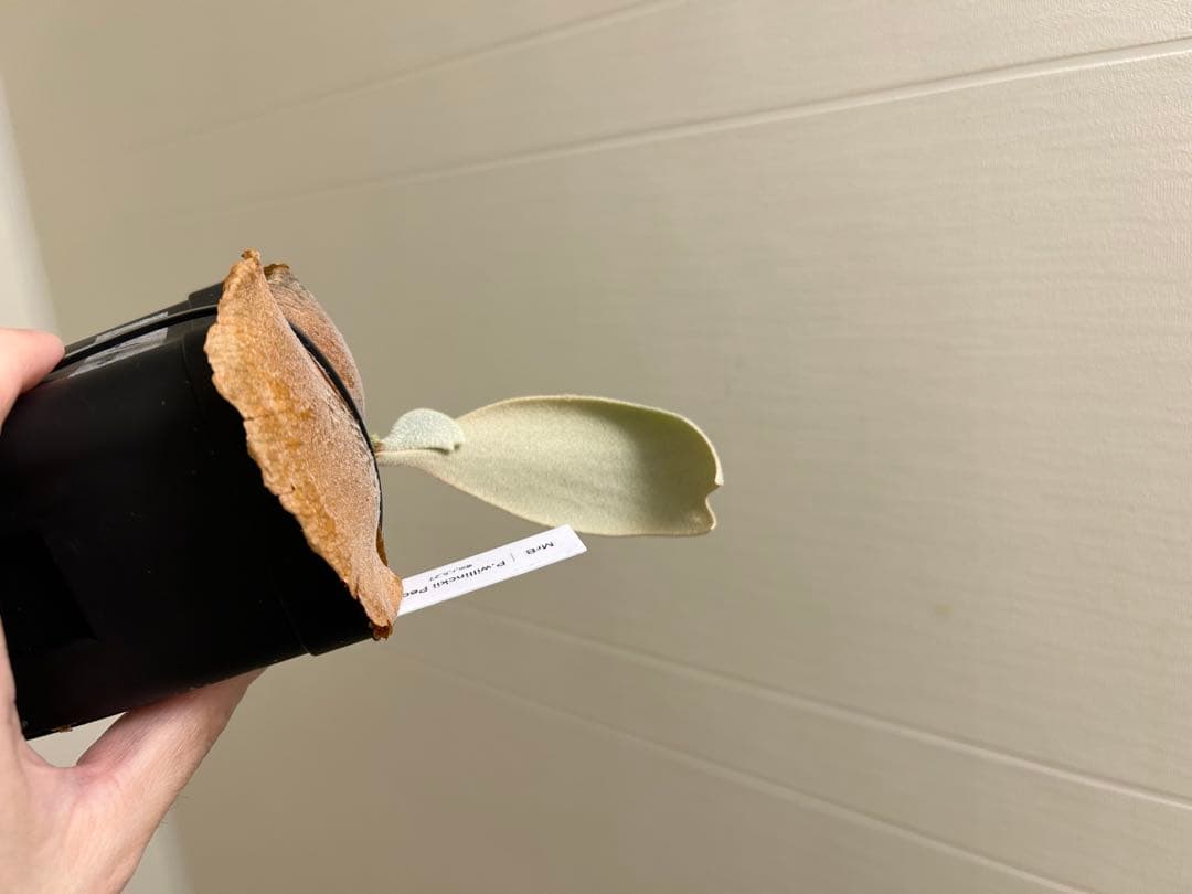 P.willinckii Pearl queen OC ビカクシダ