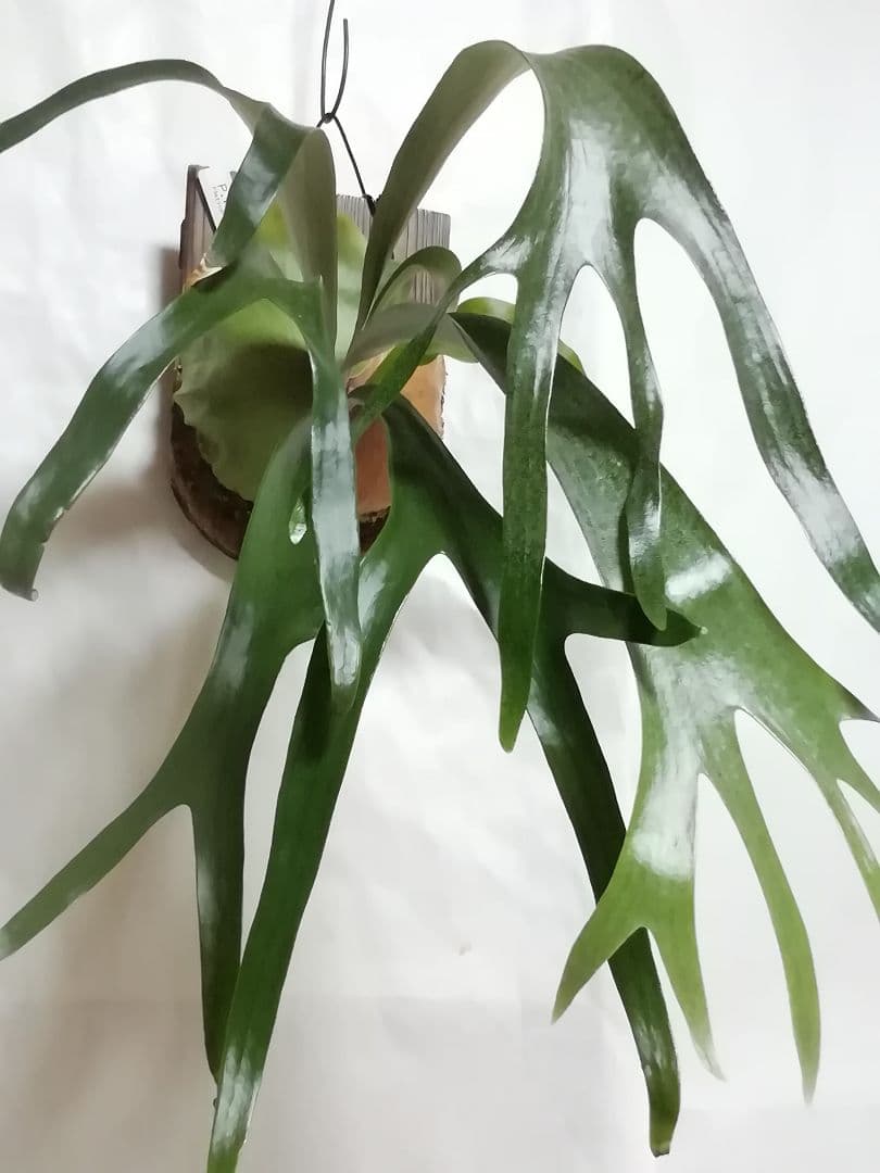 希少　ウイリンキー変異個体株　大株　お値打ち株です