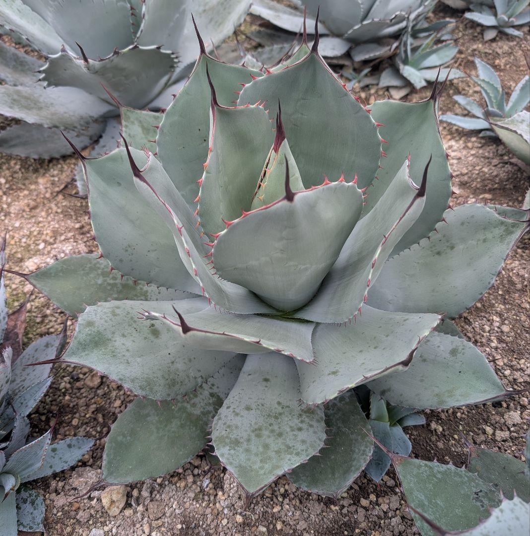 アガベ☆パリートランカータ 実生株 唯一無二の個体美 ドライガーデン向け