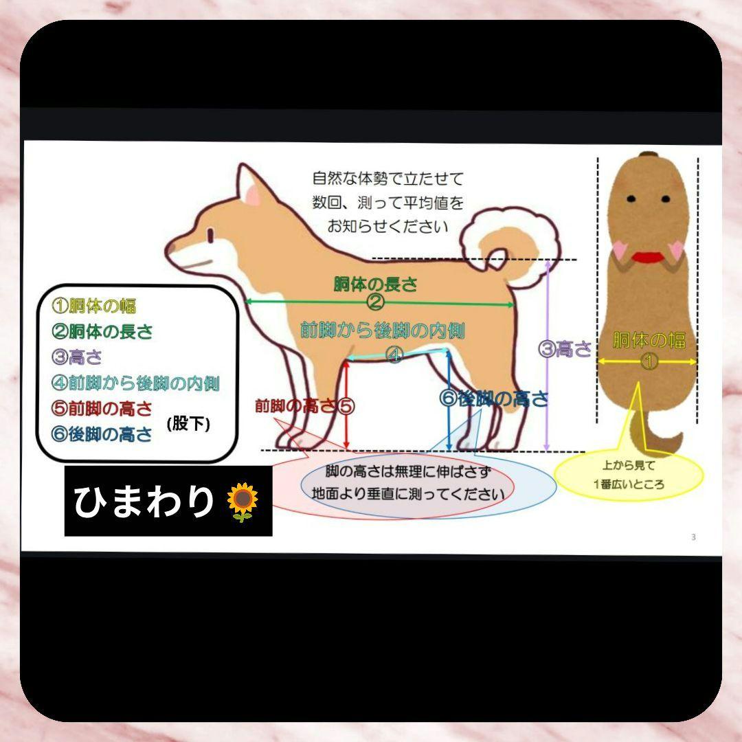 柴系雑種4輪　リハビリ　食事補助　犬用車椅子　体制維持　犬の歩行器