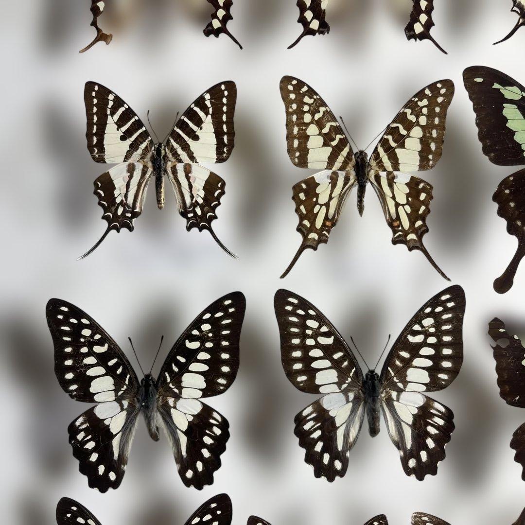 蝶標本、アオスジやミカド類多種