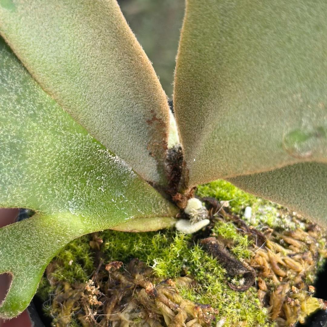 P. willinckii ’Jenny’ TC 3413