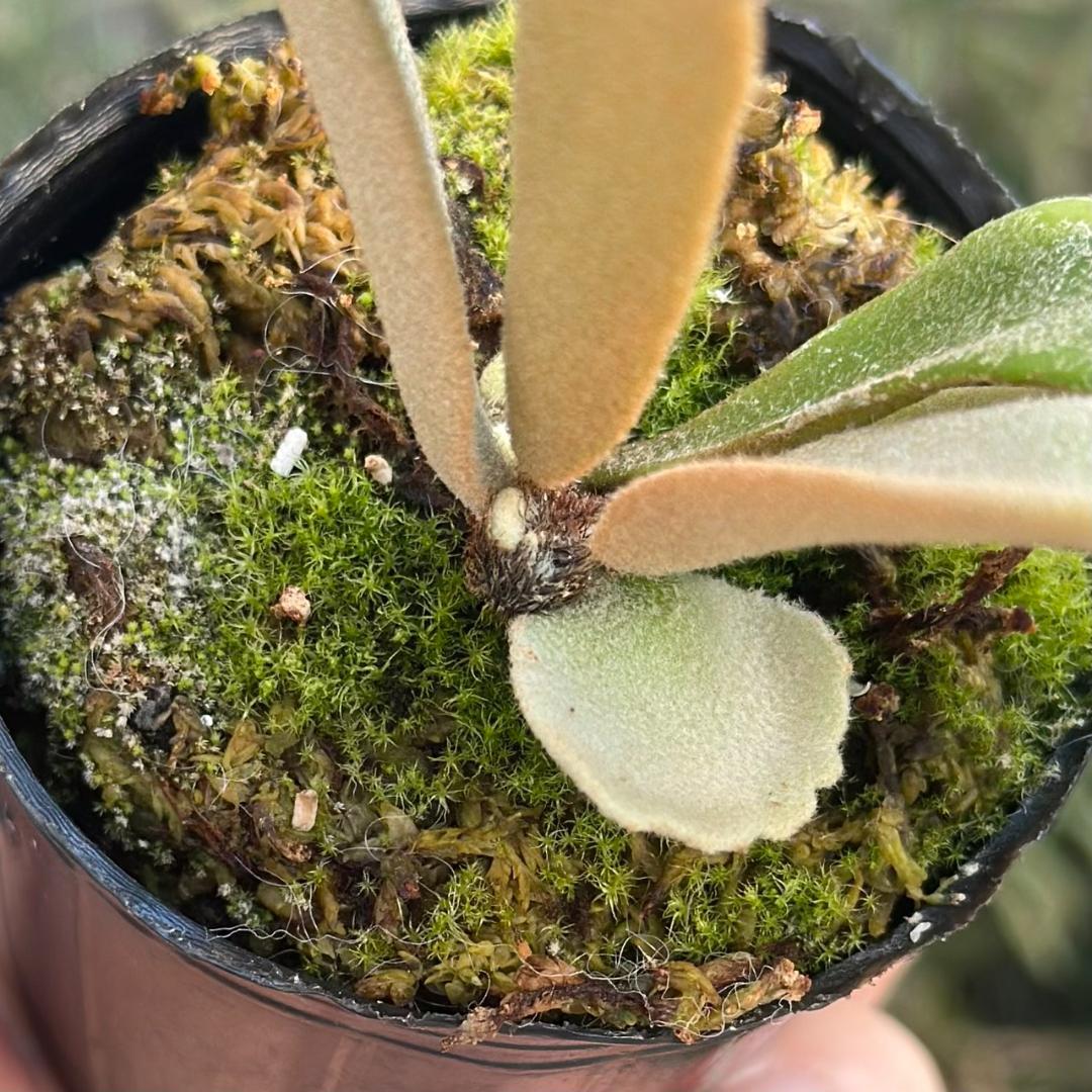 P. willinckii ’Jenny’ TC 3413