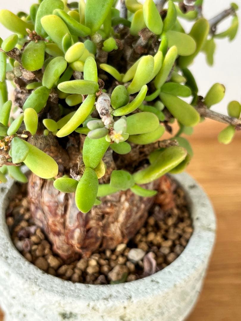 ケラリア　ピグマエア　（大谷石　鉢付き）