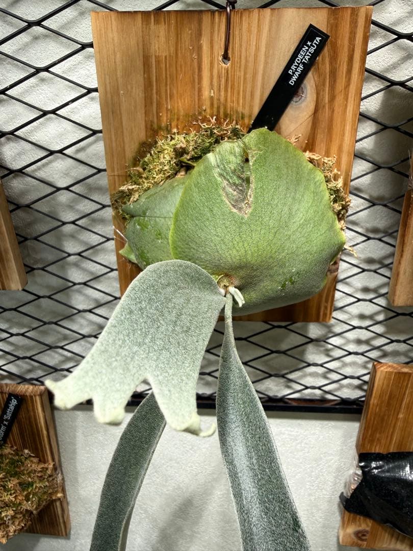 Rydeen x Dwarf tatsuta 中サイズ株 希少株