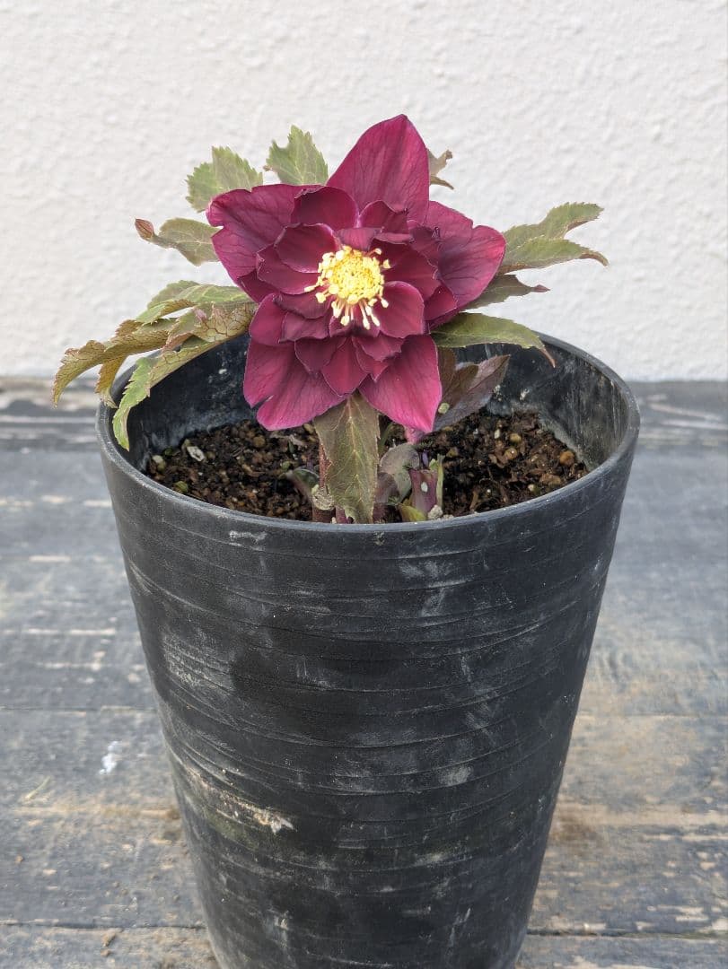 広瀬園芸 クリスマスローズ　ダブル 【ベルベットレッド】 極美個体