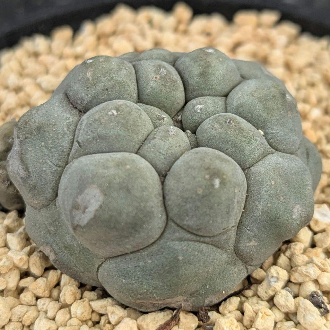 レアサボテンコレクション・ロフォフォラ属・大疣翠冠玉inわけけのお店