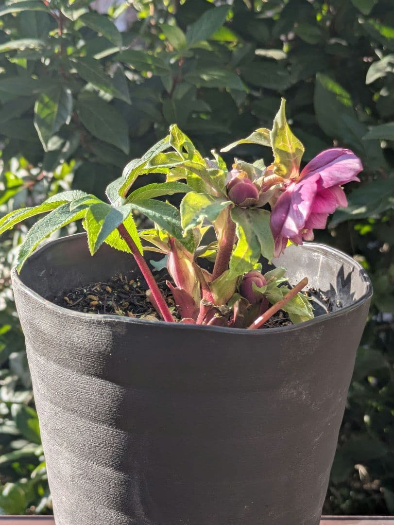 【広瀬園芸】クリスマスローズ　ソレイユ系dd 整形花