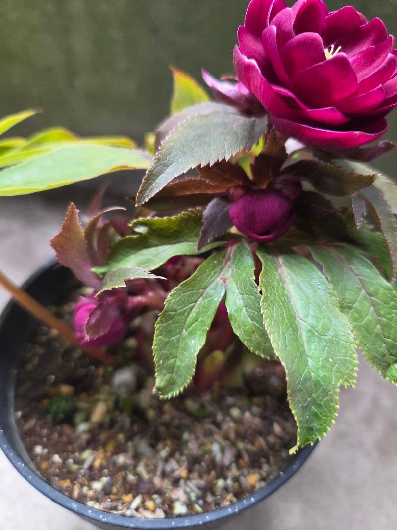 SALE　クリスマスローズ 広瀬園芸 オーレアレッド ダブル 開花株