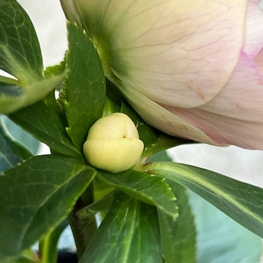 白抜けベインくすみバイカラーdd クリスマスローズ　苗