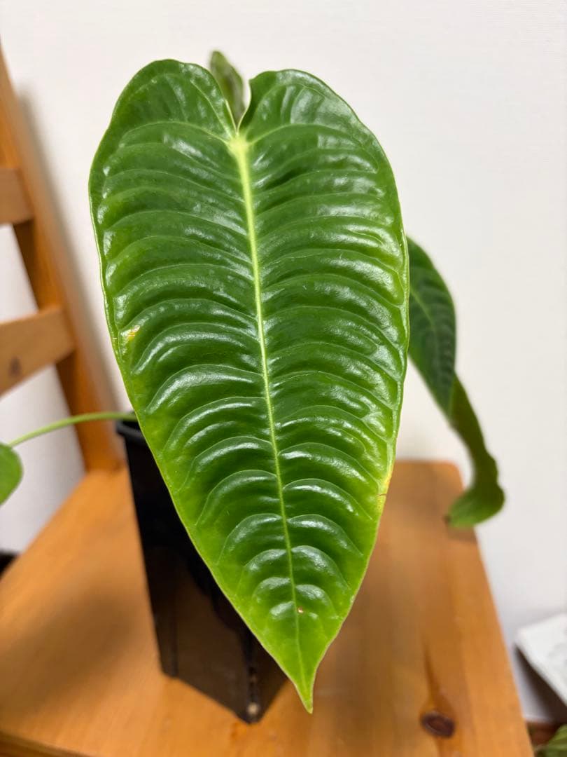 ＊アンスリウム　ベイチー　スーパーナロー　super narrow 4号＊