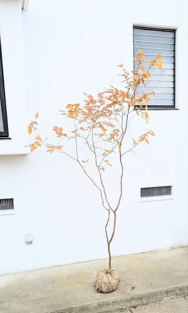 特上暖色。山採りヤマコウバシ。