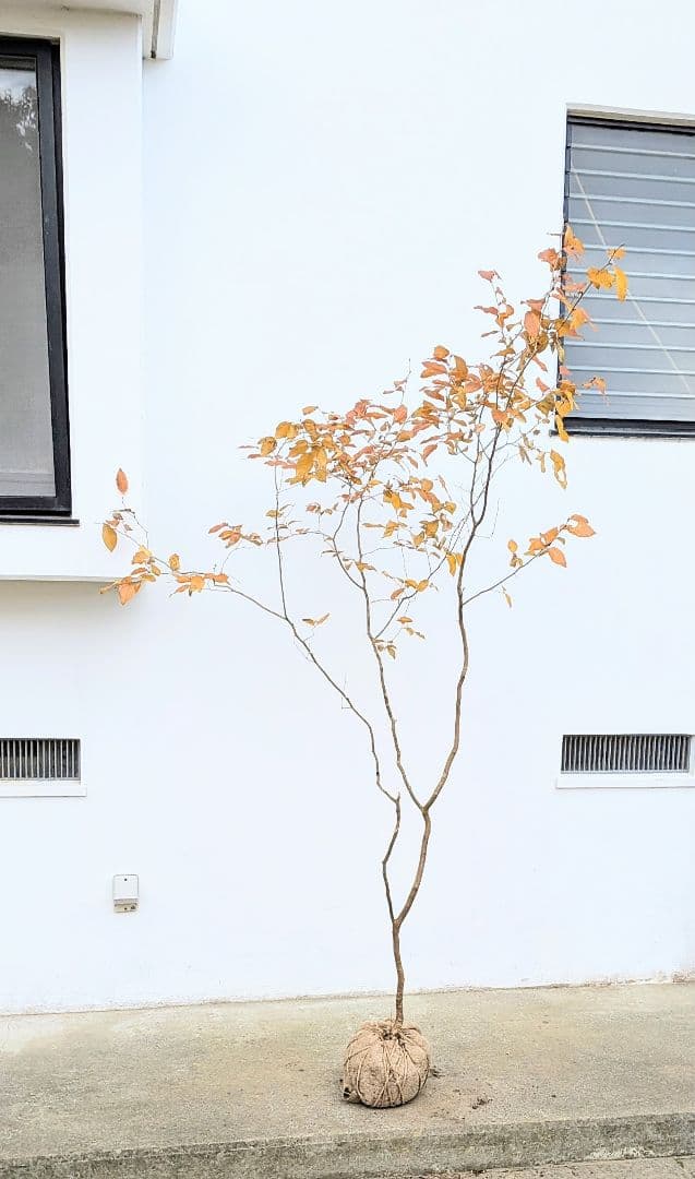 特上暖色。山採りヤマコウバシ。