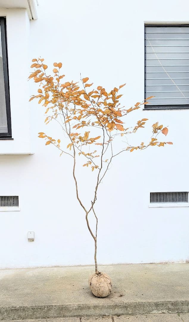 特上暖色。山採りヤマコウバシ。