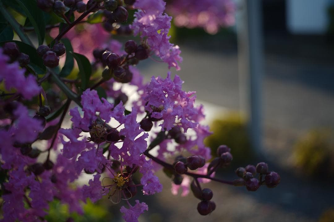 034_Schneider PA-Cultagon1:4/35PA-クルタゴン