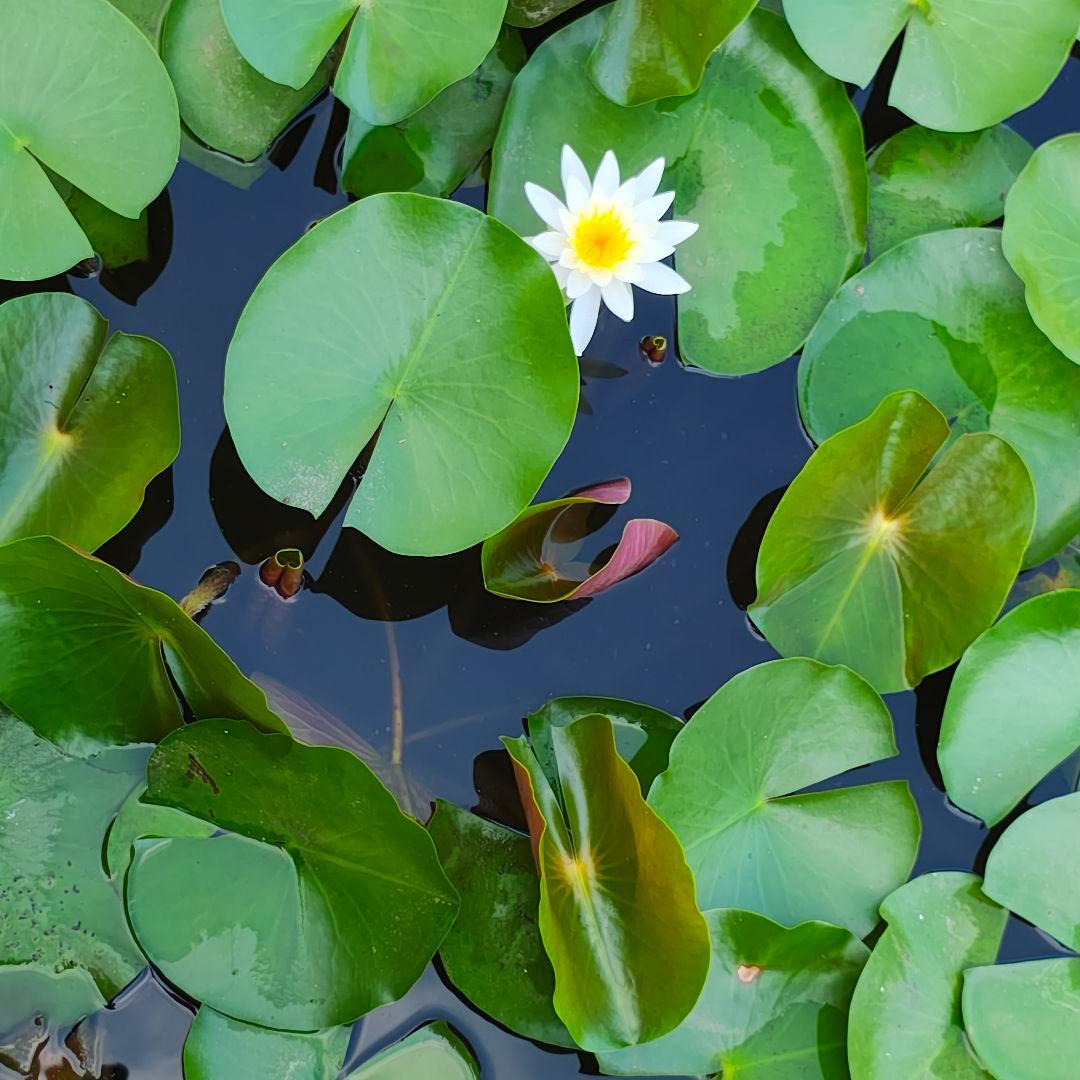 t*0様 本体のみ　訳あり破格　motorola edge 50s pro