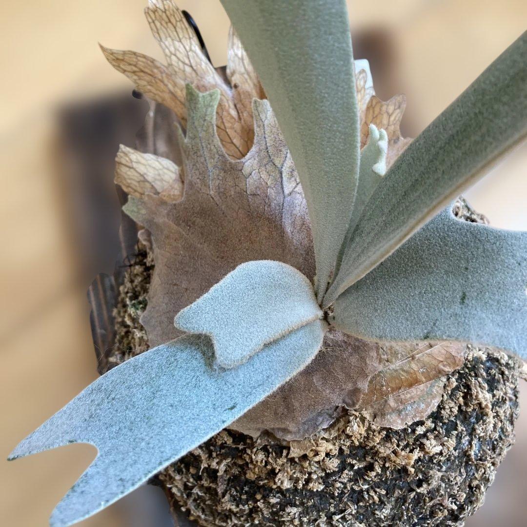 ビカクシダ P.White Vodka #2(from Yot)OC