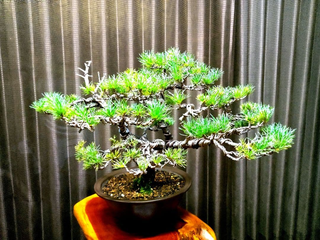 【中品　那須五葉松盆栽】　　　☆葉性抜群、お得品❗