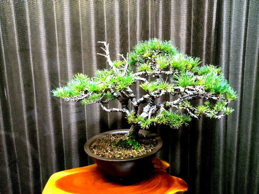 【中品　那須五葉松盆栽】　　　☆葉性抜群、お得品❗