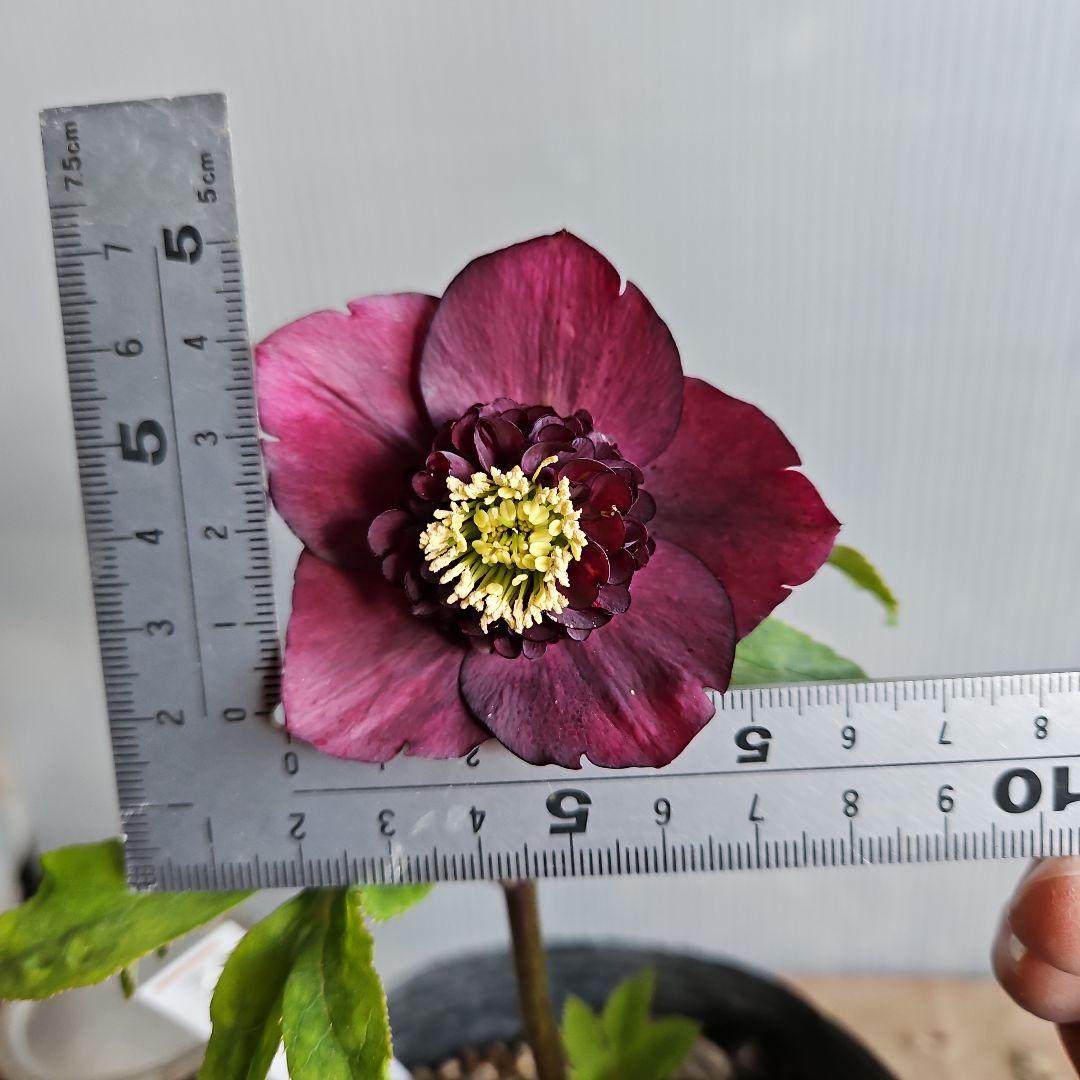 ✿㉖-352クリスマスローズ