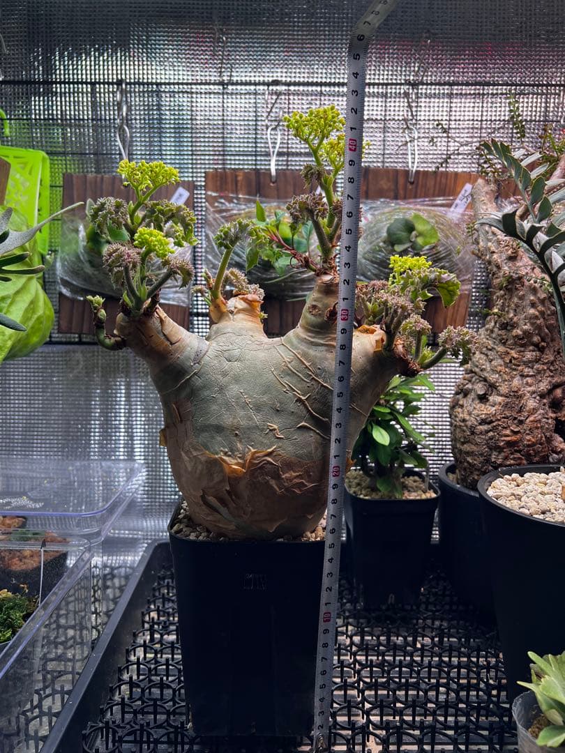 masa ひ　　キフォステンマ　ウター　鉢ごと発送