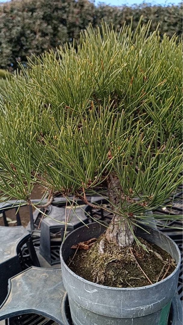 黒松盆栽　中品