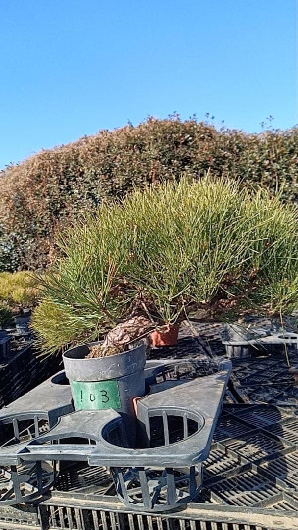 黒松盆栽　中品