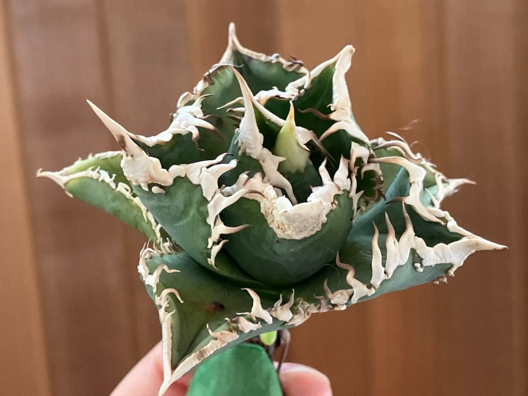 【初売りセット⑧】92 選抜2株　アガベ　白豪刺　狼人　白棘対決　TC【速達】