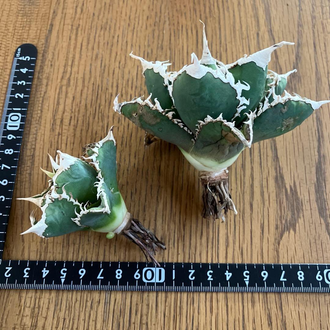 【初売りセット⑧】92 選抜2株　アガベ　白豪刺　狼人　白棘対決　TC【速達】