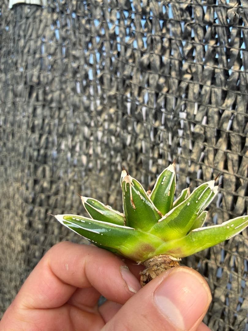 アガベ 姫笹の雪　ライムグリーン斑入り　変わり斑