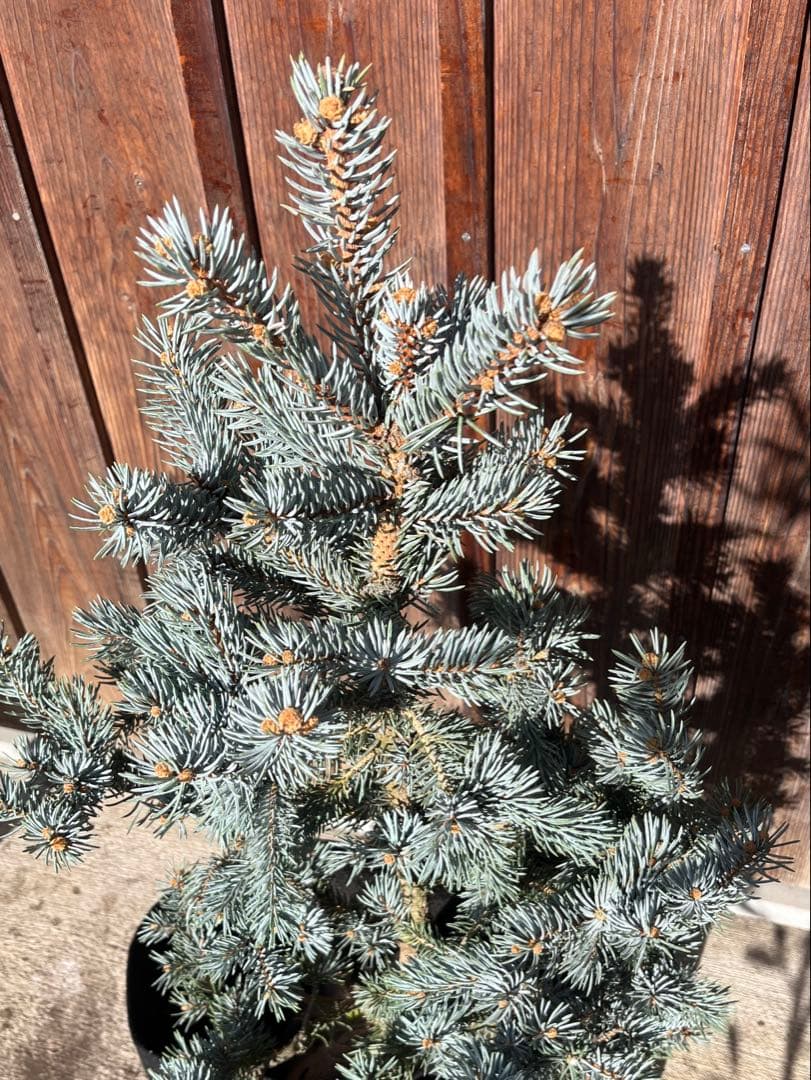 ⭐︎クリスマスセール ⭐︎ツリーに！ ピセア プンゲンス　ポプシー　コロラド　トウヒ