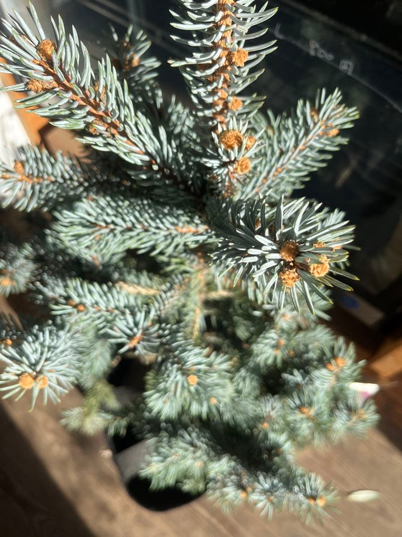 ⭐︎クリスマスセール ⭐︎ツリーに！ ピセア プンゲンス　ポプシー　コロラド　トウヒ