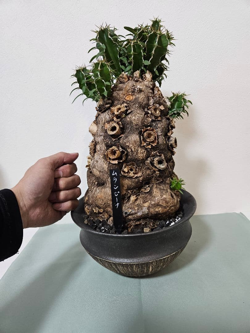 ムランジーナ　特大良形株