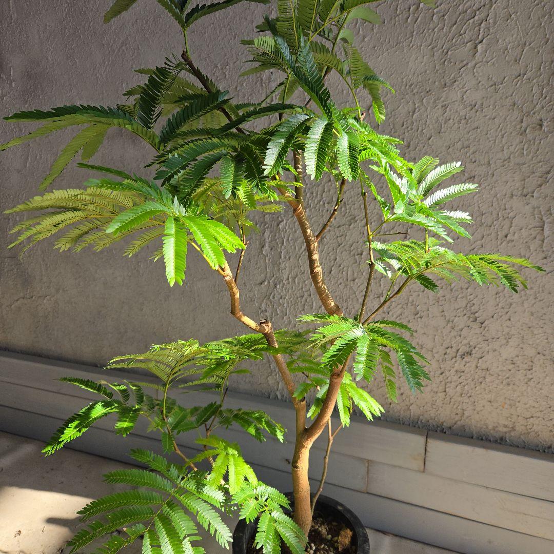 ⑭　エバーフレッシュ　８号　最高等級極上品‼️