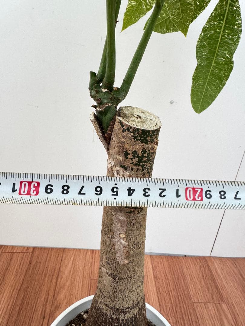 パキラ　ミルキーウェイ　3