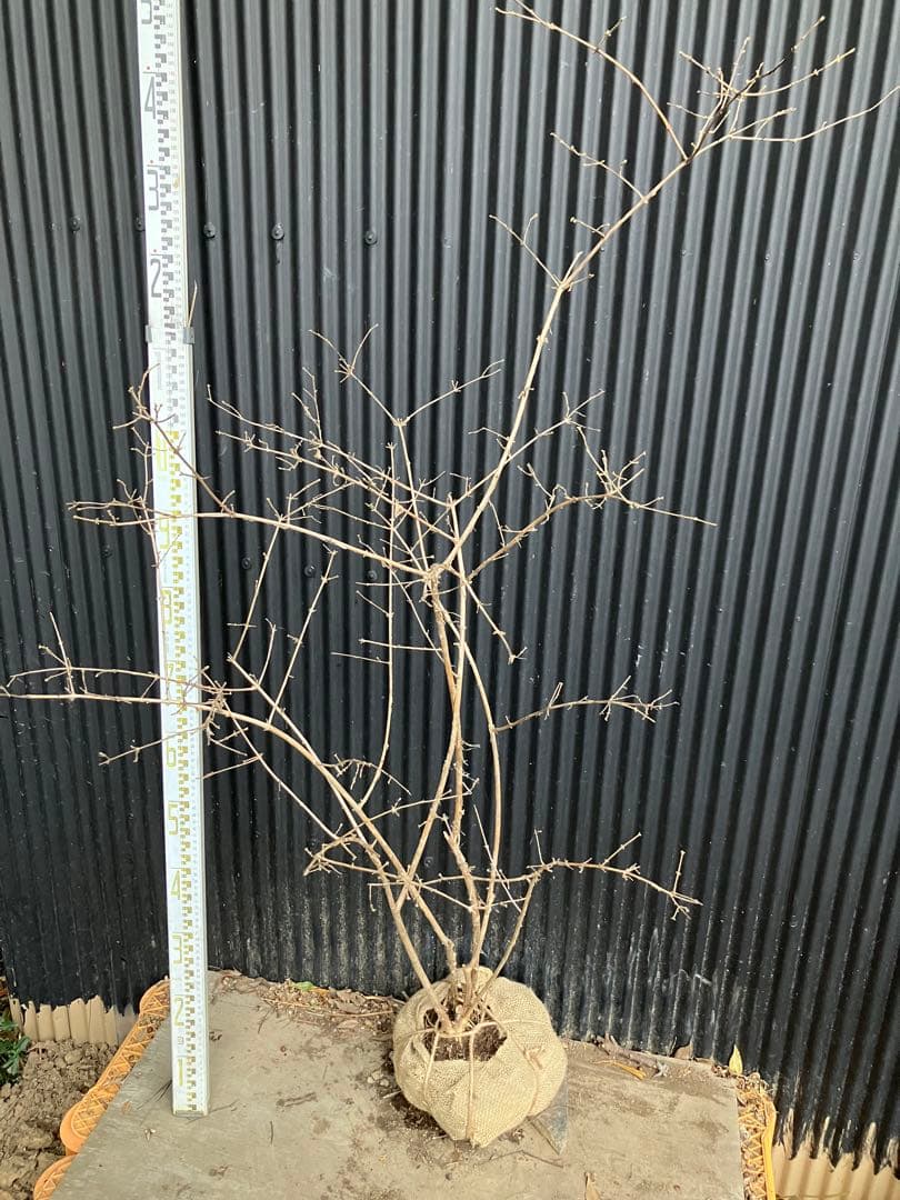 山採り　ウグイスカグラ