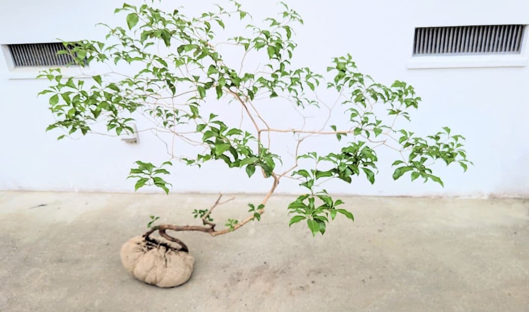 孤高。山採りアセビ。