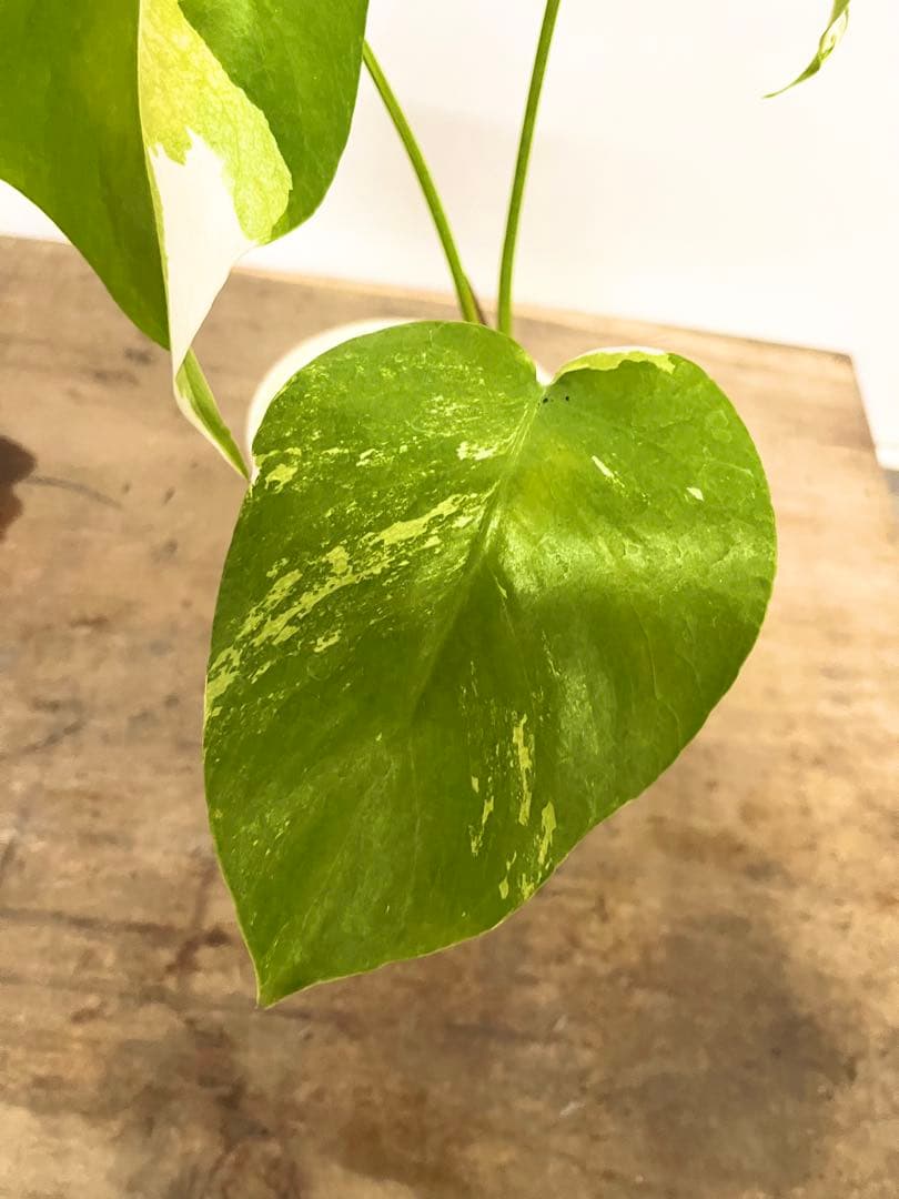 斑入り　モンステラ　デリシオーサ　艶姿　ホワイト　白