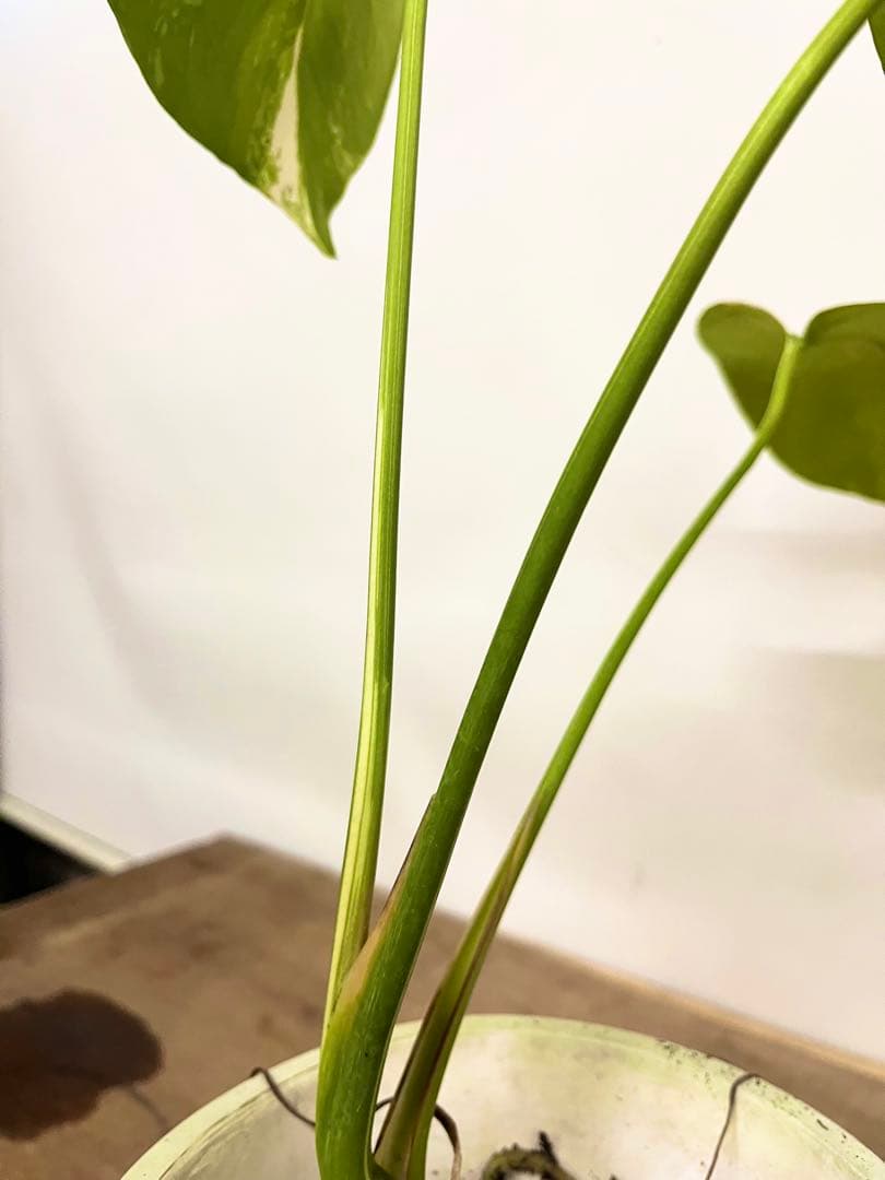 斑入り　モンステラ　デリシオーサ　艶姿　ホワイト　白