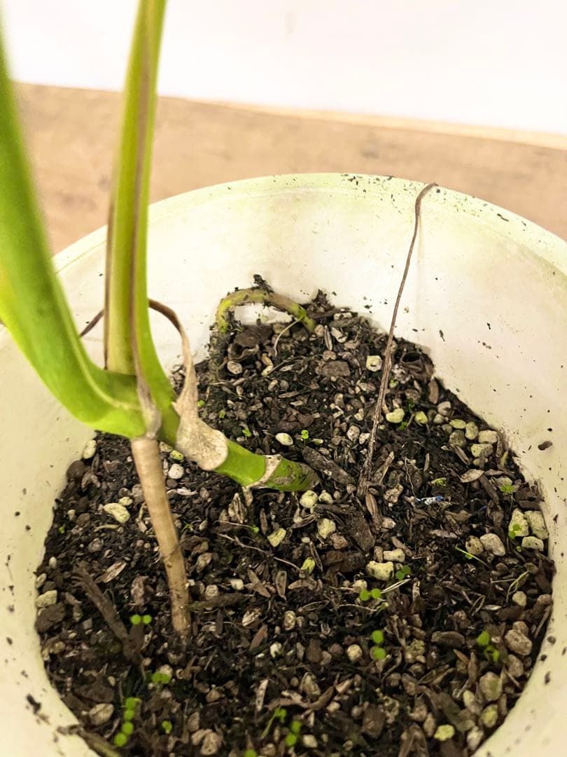 斑入り　モンステラ　デリシオーサ　艶姿　ホワイト　白