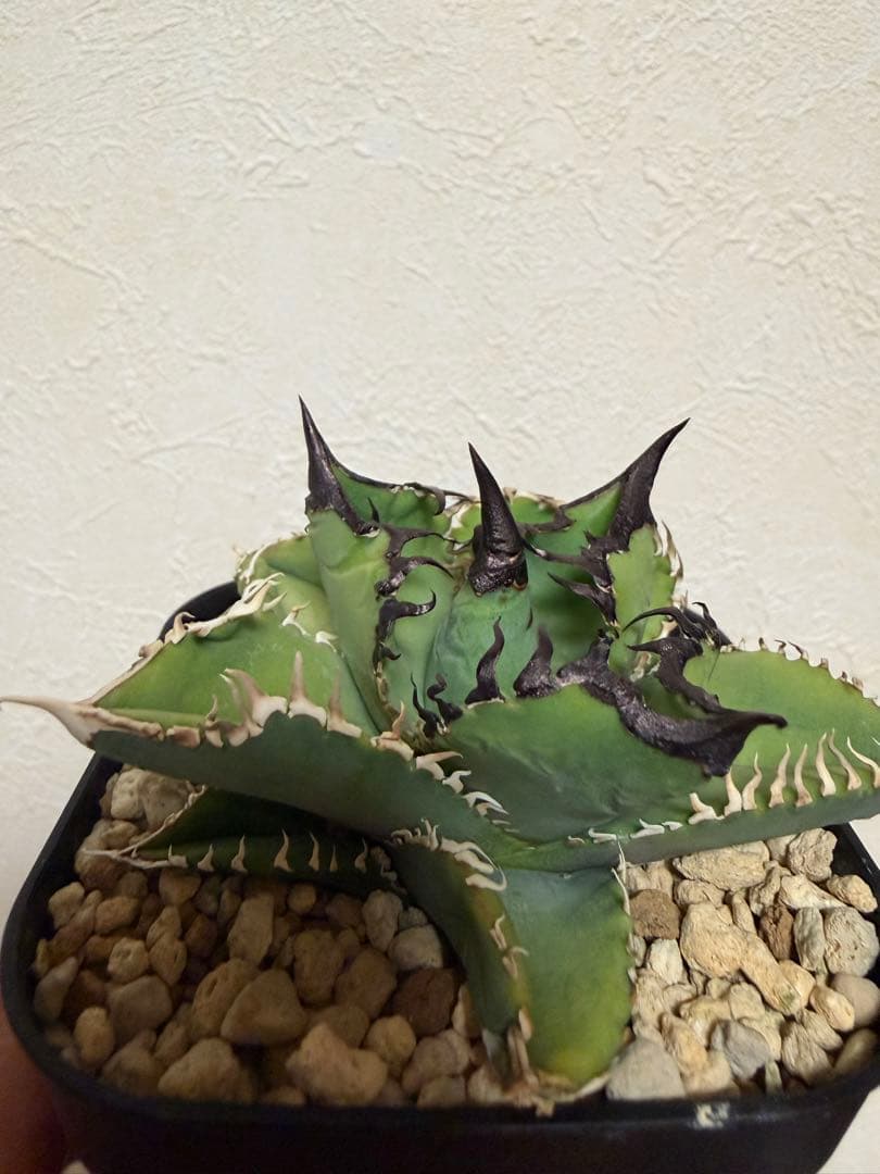 アガベチタノタ　選抜実生SSS株/ホオジロザメ、白豪刺、ivoryWA、オアハカ