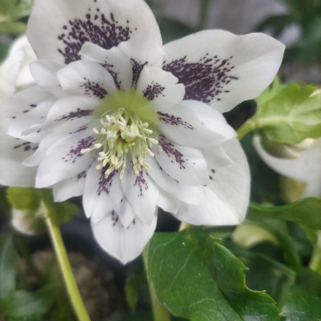 ７日入荷⭐️クリスマスローズダブル咲き⭐️８鉢セット