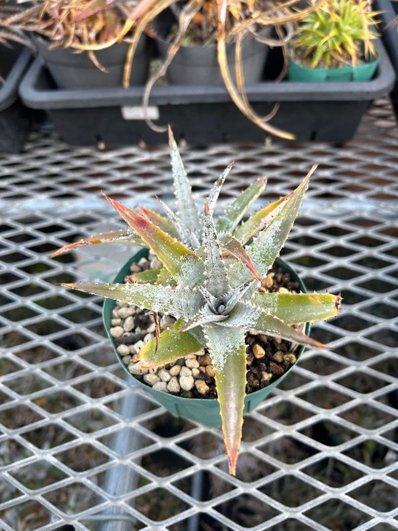 DBディッキア Dyckia Bill Baker hybrid #133 ⑵