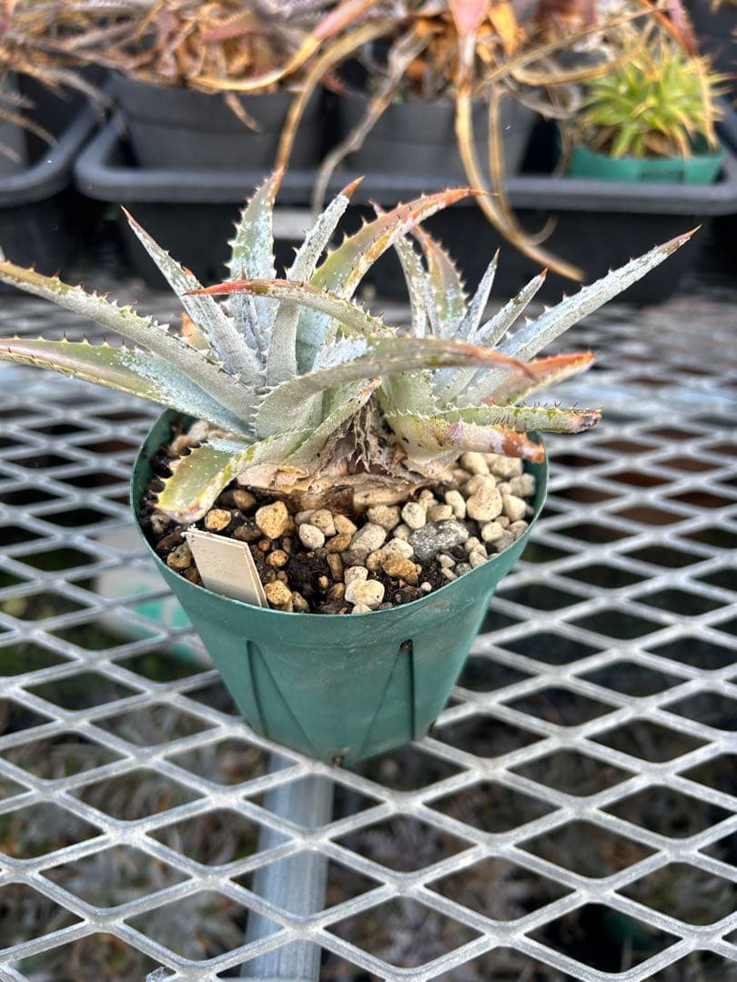DBディッキア Dyckia Bill Baker hybrid #133 ⑵