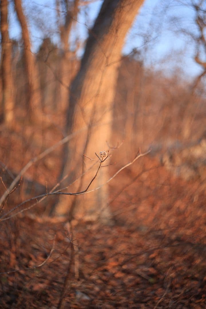 HELIOS-44 58mm F2 silver《MMZ製》【光学美品】