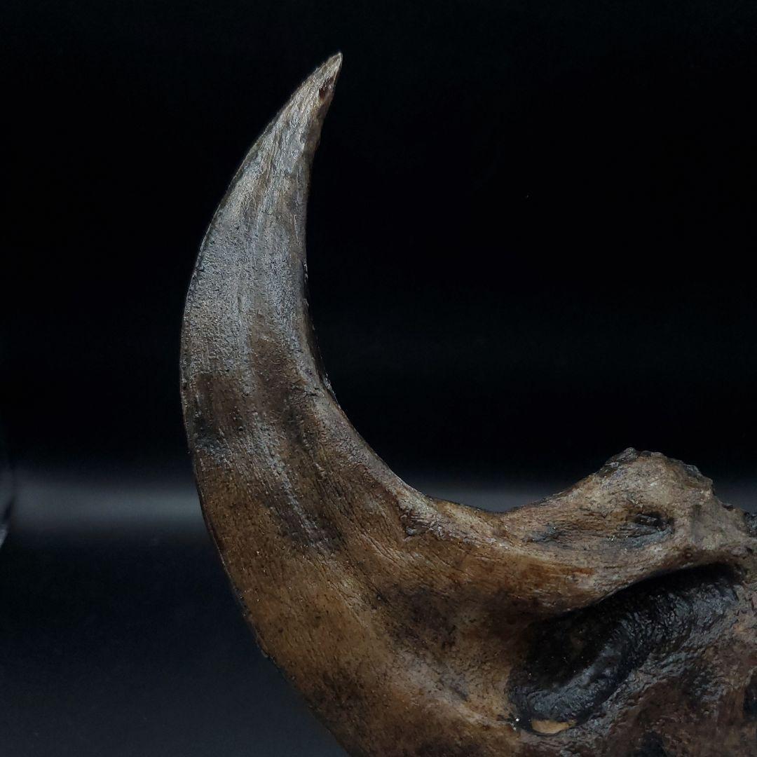 アロサウルス 爪 化石 レプリカ 約171.62mm  arr17
